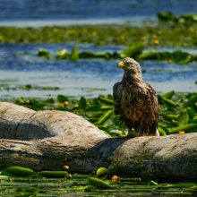 Seeadler auf der Kurischen Nehrung Seeadler auf der Kurischen Nehrung