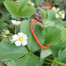 Koralle Armband Koralle Armband