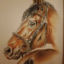 Pferdeportrait