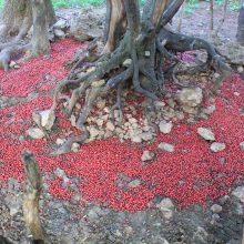 Red Island (Niederösterreich, AT)