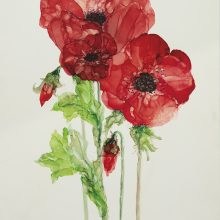 Roter Mohn
