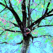 Baum in türkis