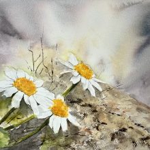 Margeriten