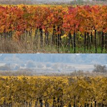 Herbst-Farben im Weingarten