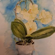 Orchidee