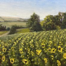 Sonnenblumenfeld