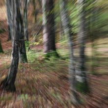 Waldlauf