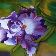 Iris, 80x50