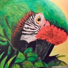 Papagei