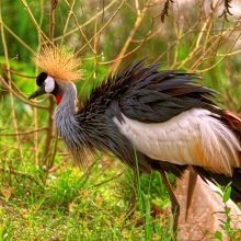 Crested Crane