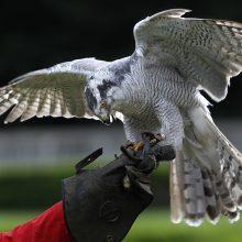 Falke im Anflug