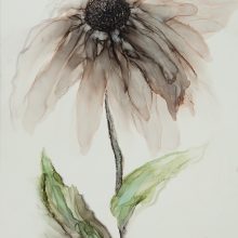 Echinacea
