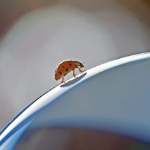 Glanzvolle Begegnung