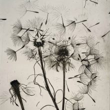 fette pusteblume