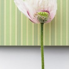 Poppy-Transistoriness