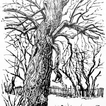 Birnbaum im Garten (Kletzten)