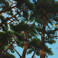 "under the pine trees"