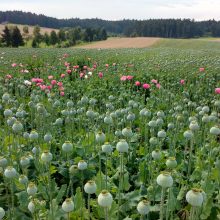 Waldviertel