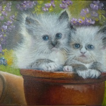 Babykatzen im Topf