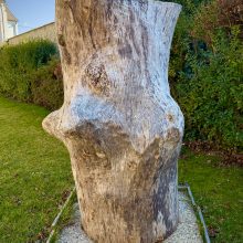 Baum mit Charakter 
