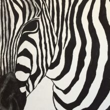 Zebra