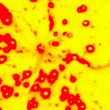 „Abstract#12“ Colour Print, 120x120 cm, 2005