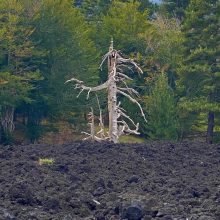 Kreaturen der Lava