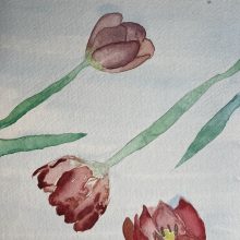 Tulips