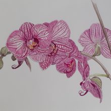 Orchidee