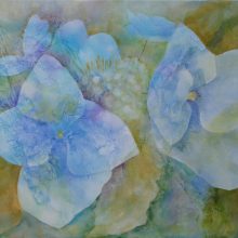 Hortensie
