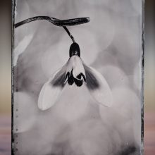 Kollodium Nassplatte "Snowdrop"