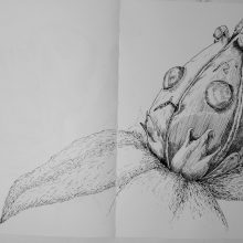 Carnivourus Plant