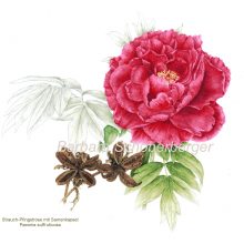 Strauch-Pfingstrose / Paeonia suffruticosa - mit Samenkapsel