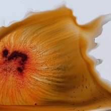 pumpkin-fish