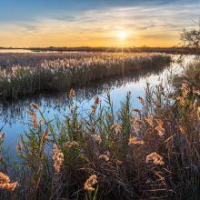 Camargue - Canal-du-Japon