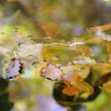 Herbst